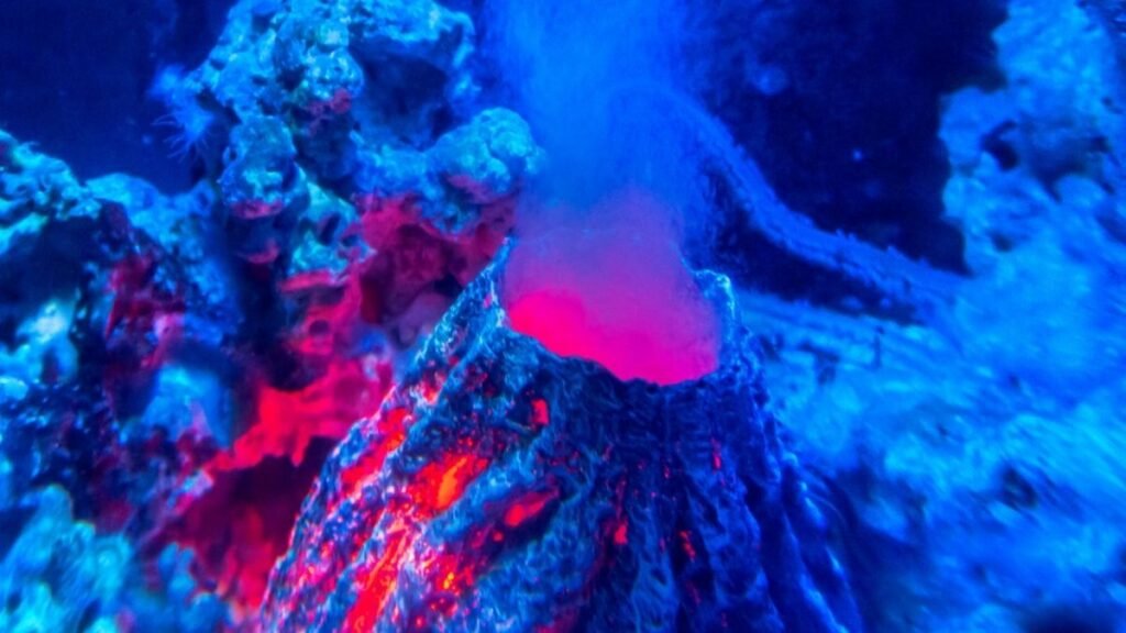 À 2 500 mètres sous la mer, des robots découvrent l’inattendu dans des cavités volcaniques