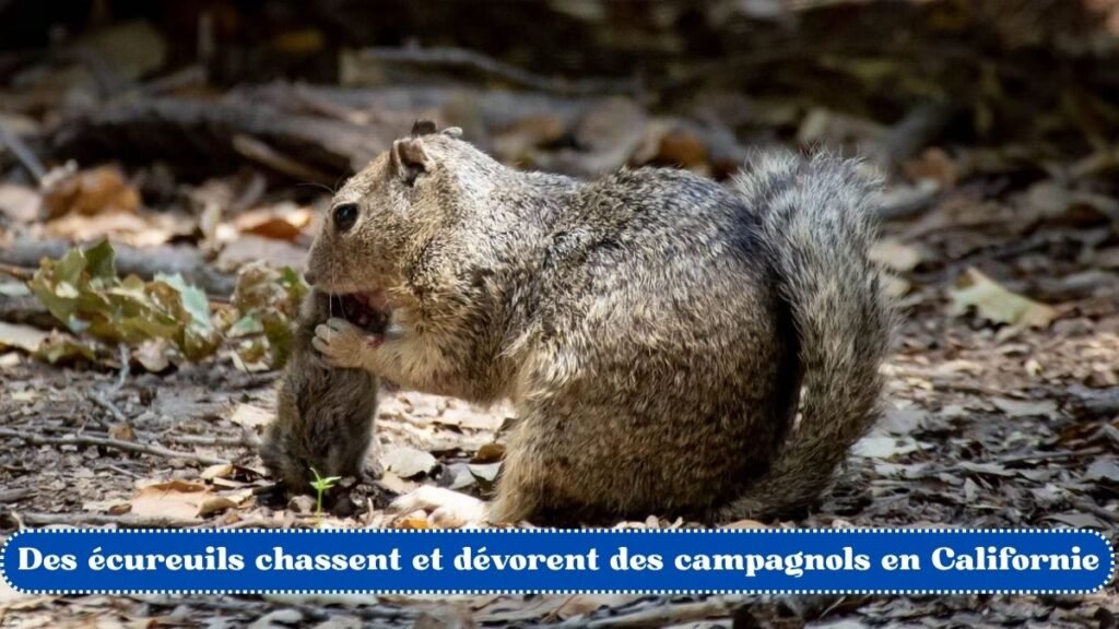 Des écureuils chassent et dévorent des campagnols en Californie