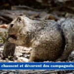 Des écureuils chassent et dévorent des campagnols en Californie