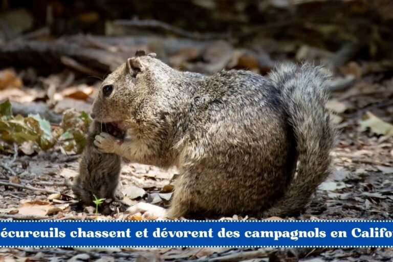 Des écureuils chassent et dévorent des campagnols en Californie