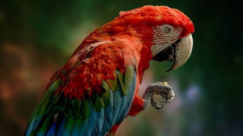 Des scientifiques apprennent aux perroquets à passer des appels vidéo