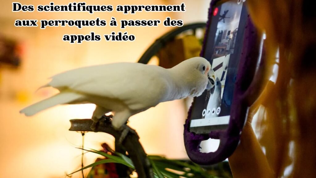 Des scientifiques apprennent aux perroquets à passer des appels vidéo