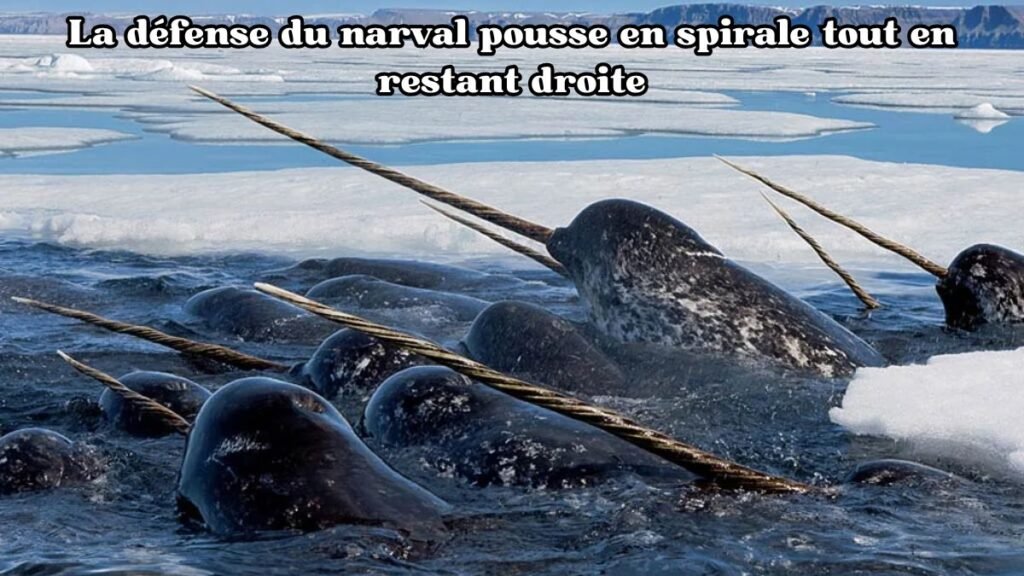 La défense du narval pousse en spirale tout en restant droite