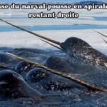 La défense du narval pousse en spirale tout en restant droite