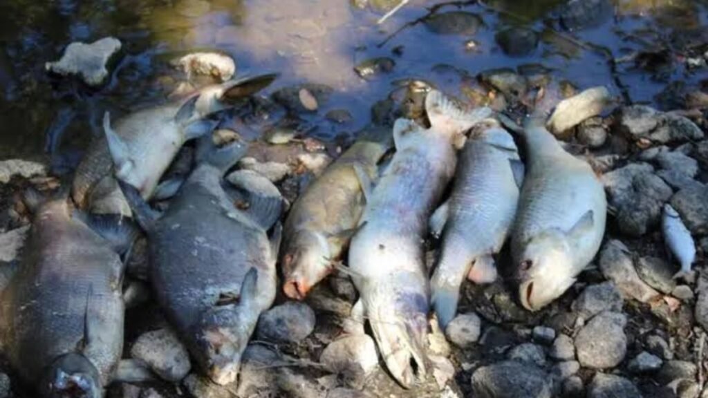 Un poisson chanteur réveille tout un village flottant pendant deux heures