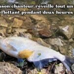 Un poisson chanteur réveille tout un village flottant pendant deux heures