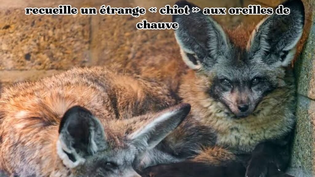 recueille un étrange « chiot » aux oreilles de chauve