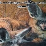 recueille un étrange « chiot » aux oreilles de chauve